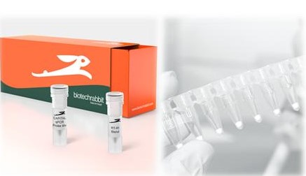 biotechrabbit GmbH - Kit zur Detektion von Corona